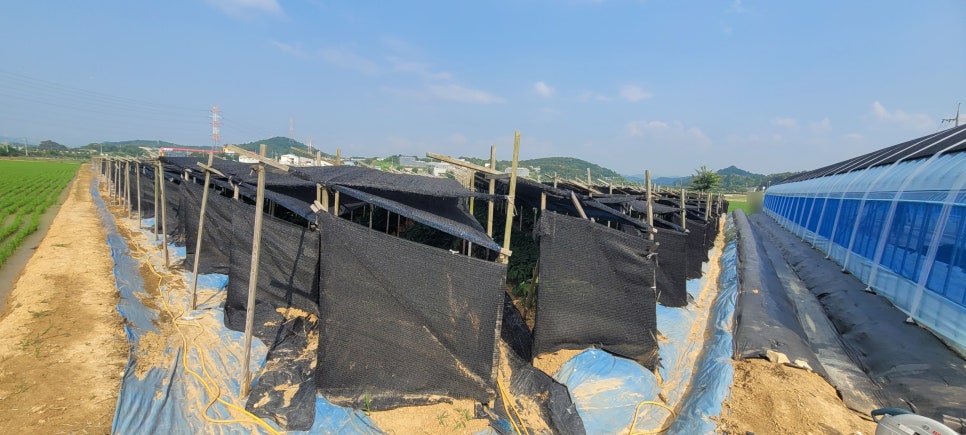 충남 아산 선장면 신축하우스 리모트팜 설치 사례 현장 사진 3
