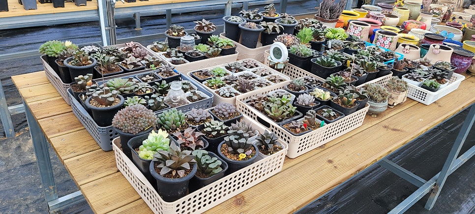 경북 상주 함창읍 다육이 단동하우스 제어반 교체 사례 현장 사진 25