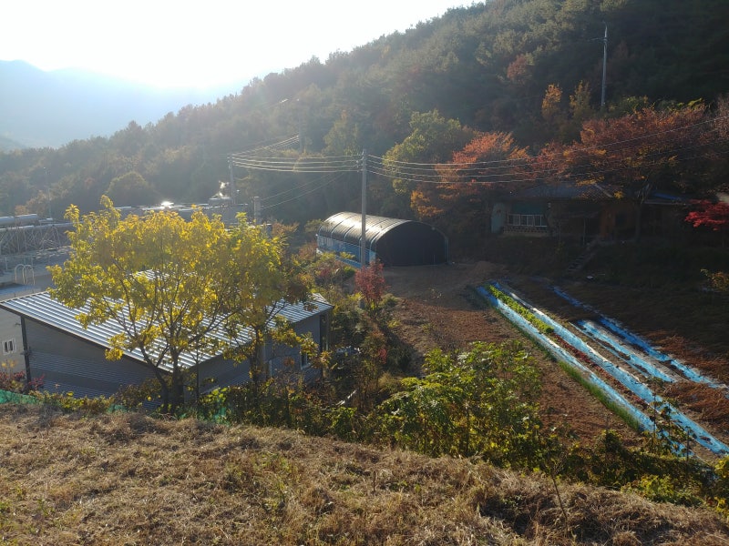 영천 농가와 비닐하우스 주변 전경